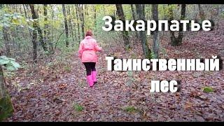 Таинственный лес. А где грибы??? Вечер у печки-чугунки.