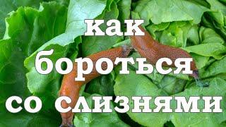 Как бороться со слизнями. Сад. Огород. Садовод и огородник.