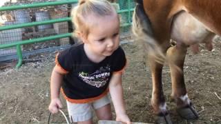 How to Milk a Cow. 2 yr. Old Baby Emma Milks the Family Cow All By Herself