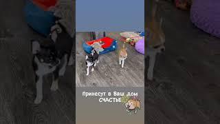 Щенки ЧИХУАХУА #купитьщенка #чихуахуа #chihuahua #щенкичихуахуа #puppy #щенок