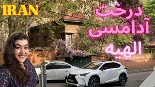 Tehran,Iran2024٫The gum treein Elahia luxury neighborhood