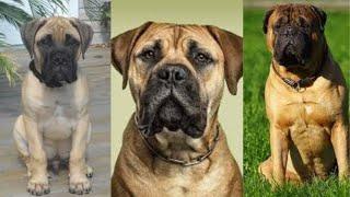 Bullmastiff | Funny and Cute dog video compilation in 2022.