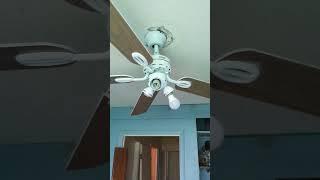 3 ceiling fans wobbling for the subscribers #ceilingfan #wobbling #funny #shorts