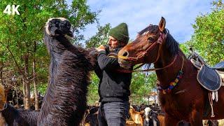 The Last Watchmen of the Mountains - Shepherding in Çetmi | Documentary-4K