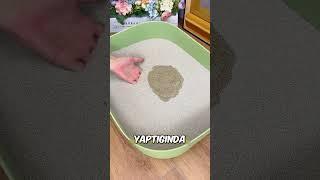 Kedisinin Tuvaleti Taşa Dönüştü..  