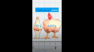 مرغیاں اتنی وزنی کیوں؟ | DW Urdu