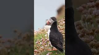 Animal Sounds  | Fratercula arctica | #shorts #animals #sound