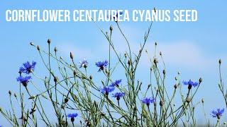 Cornflower  (Centaurea cyanus) Seed Collecting