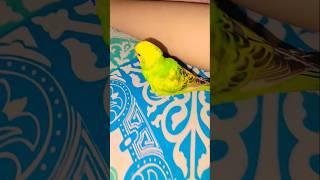 getting vibes ️#budgie #birds #cute