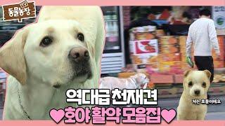 [SUB]역대급 천재犬 ‘호야’의 놀라운 활약 모음집#TV동물농장 #AnimalFarm #SBSstory