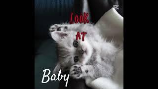 Lars has grown up #cat