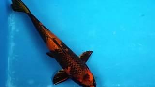 15" Kin Ki UtsuriKoi Carp fish for sale @ love aquatics