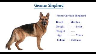 About German Shepherd Dogs breed