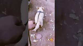 #New pet lover.. #wuffy..