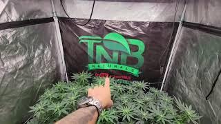 Intents Growing - How much I defoliate my Plants  Day 15 flower start of week 3 flower Garden Update