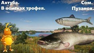 Нашли трофея Пузанок. Сом.  Фарм серебра.  [1440p] Русская рыбалка 4. Russian Fishing 4.