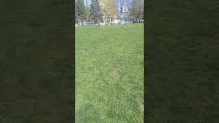 real spring grass