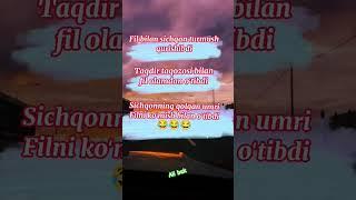 XULLAS SHUNAQA BO'LIBTI QANI BITA LAYK AYAMANG #sevishganlarsuhbati #tiktok #reels #top #inista