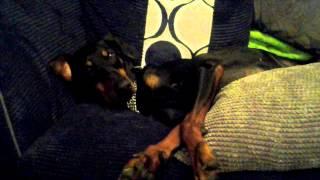 Doberman gets munchies.mp4