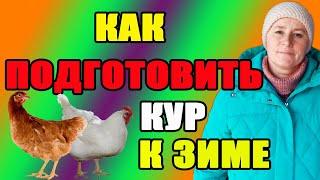 Как подготовить кур к зиме.