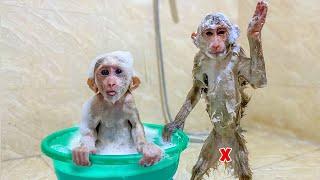 Monkey TiTi and PiPi are bathed by Dad using a special method