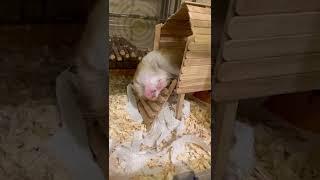 Adorable Hamster Hilariously Falls Down During Sleep|| PETASTIC 