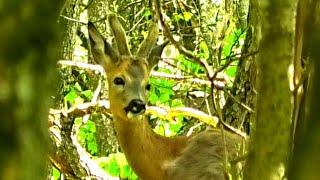 Косуля европейская. Самцы. Голос (лай) косули || The voice of the European roe deer