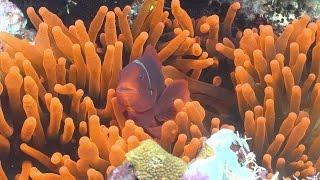 Exploring Ecosystems: Coral Reef Symbiosis | California Academy of Sciences