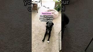 What To Consider When Adopting | The Pack