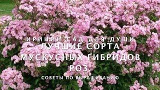 Лучшие сорта мускусных гибридов роз.