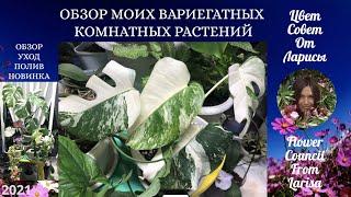 ОБЗОР МОИХ ВАРИЕГАТНЫХ КОМНАТНЫХ РАСТЕНИЙ