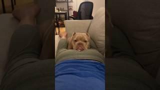 Dogs React to being Farted on, It's HILARIOUS!