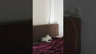 котятам 2 месяца, игривые, резвые)))