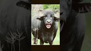 #funny #comedy #animals #cow #jokes #cartoon #buffallow #comedycartoon #buffalow #comedytvshow