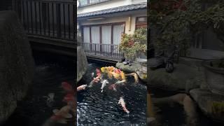 Beautiful Koi Swimming by the House #koi #fish #koifish