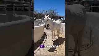 When the Horse is Smarter Than the Tech! 