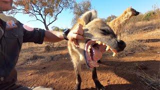 Meet The Characters: Geena’s Spotted Hyena Clan | The Lion Whisperer
