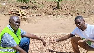 cocoa crop post harvest handling activities.Tips by Agronomist Mr Njakasi Timothy Director kasenge.