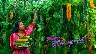 Cooking mission of making my Brother eats Bitter gourd by removing it's bitterness! | Traditional Me