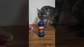 Catnip Bubble FAIL! Ahsoka & Aspen's Honest Review 🫧