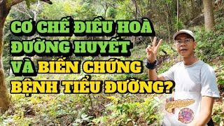 Cách cơ thể Điều hoà ĐƯỜNG HUYẾT và Những biến chứng của BỆNH TIỂU ĐƯỜNG