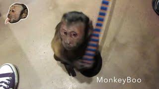 Monkey Gets A SHOT!