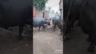 #Viral vido# Village life #village Volg,Village life style |Maj ka village life |