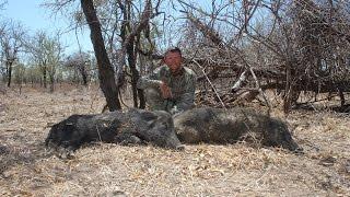 Gulf country bow hunt