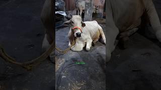 Most Beautiful and Biggest Ongole Cow of Akbar uncle in Topsia for 2025#viral #trending