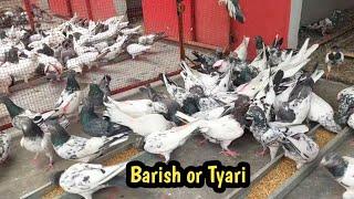 Barish or Kabootar Ki Tyari | Hashim Mahmood Pigeons