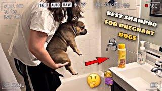 The Best Shampoo For Pregnant Dogs!? (Bathing Micro “Exotic” Bully)