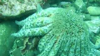 Sea Hare, Sunflower Starfish and a Fight to the Death