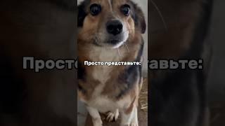 Просто представьте. #помощьживотным #приютдлясобак #helpanimals #dogshelter #доброедело #творидобро