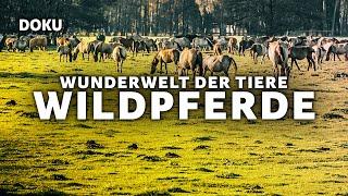 Wunderwelt der Tiere - Wildpferde (Pferde Doku, Tierdokumentation, Sable Island, Doku auf Deutsch)